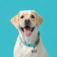 Custom Pet Charms - Jimmy Crystal New York