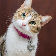 Custom Pet Charms - Jimmy Crystal New York