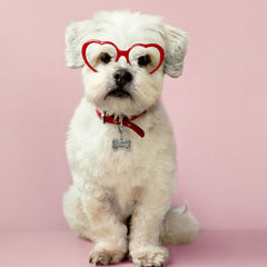 Custom Pet Charms - Jimmy Crystal New York